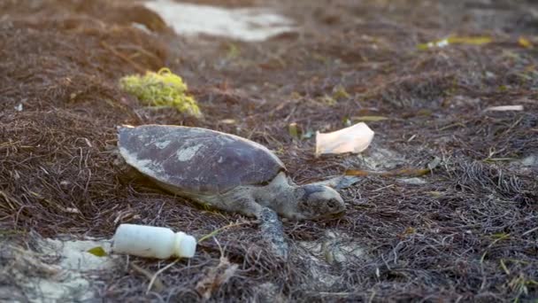 Dead Sea Turtle Surrounded Plastic Garbage Sea — Videoclip de stoc