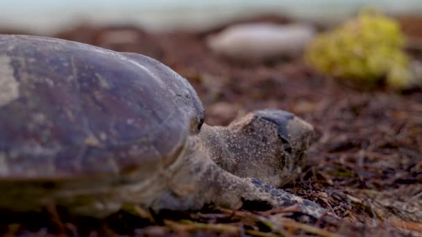 High Angle Extreme Closeup Shell Dead Sea Turtle Trash Sea — Vídeos de Stock