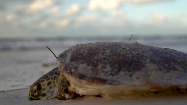 Extreme Closeup Dying Sea Turtle Beach Foaming Water Coming — Stock Video