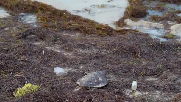 Dead Sea Turtle Shot Sand Distance — Stok video