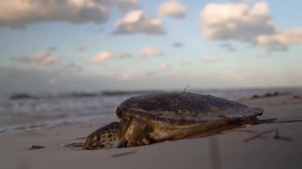 Dying Sea Turtle Its Head Getting Buried Sand — Stock video