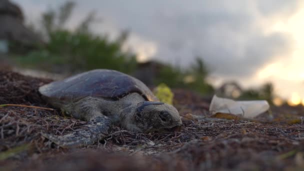 Closeup Front Dead Sea Turtle Plastic Grasses Waving Breeze — стоковое видео