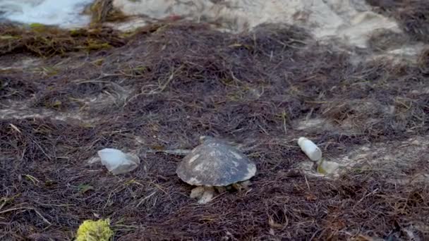 Turning Shot Dead Sea Turtle Beach Sea Grasses Surrounded Plastic — Video