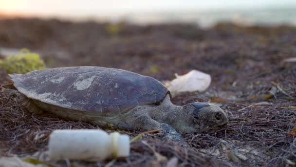 Extreme Closeup Sea Turtle Blowing Trash Beach — стоковое видео