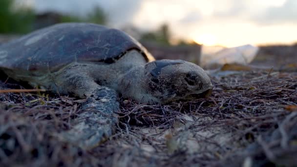 Extreme Closeup Front Dead Sea Turtle Beach Subject Center — Video