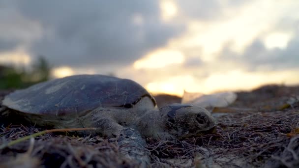 Extreme Closeup Backlit Sea Turtle Blurry Setting Sun — Vídeos de Stock