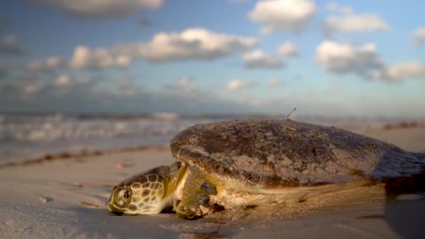 Beautifully Lit Setting Sun Dying Sea Turtle Rests Beach — Vídeos de Stock