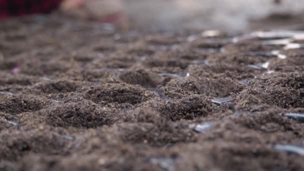 Farmers Placing Seeds Soil Seedling Tray Close — Vídeo de stock