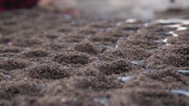 Farmers Placing Seeds Soil Seedling Tray Close — Vídeo de Stock