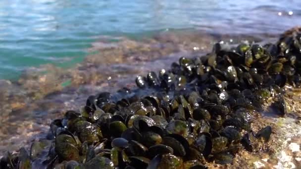 Mussels Colonized Coast Sea Water Surrounds Them Low Tide Sunny — Vídeo de Stock