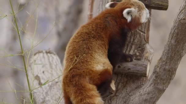 Red Panda Climbing Tree Slow Motion — Video