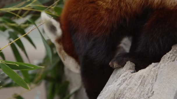 Red Panda Climbing Close — Stockvideo