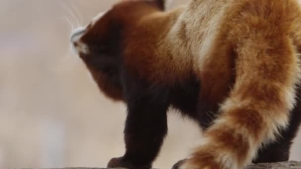 Red Panda Shaking Fur Super Slow Motion 120Fps — Videoclip de stoc