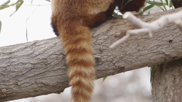 Red Panda Tail Pan Reveal — Wideo stockowe