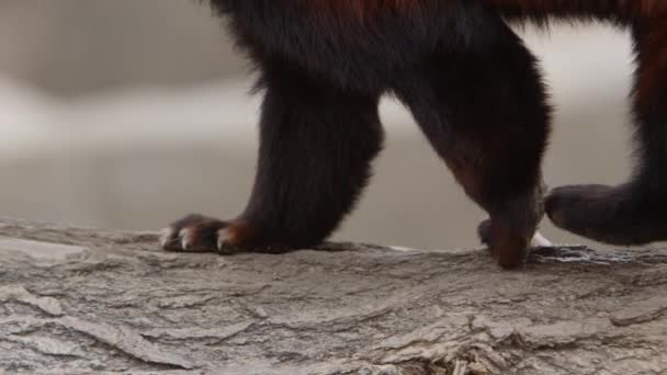 Red Panda Paws Closeup Walking Log — Wideo stockowe
