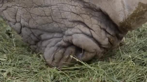 White Rhino Grazing Grass Closeup — ストック動画