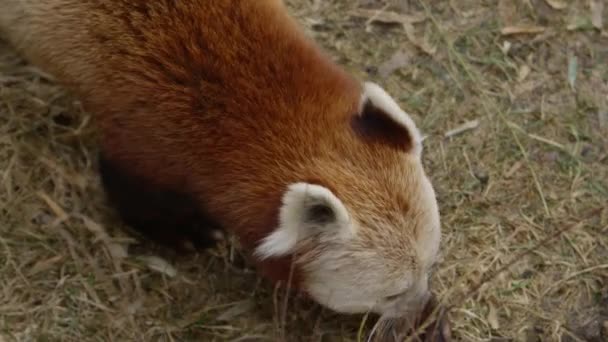 Red Panda Walking Forest Floor Angle — Wideo stockowe