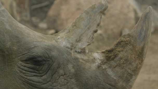 White Rhino Blink Slow Motion Gnarly Horns — Stock Video