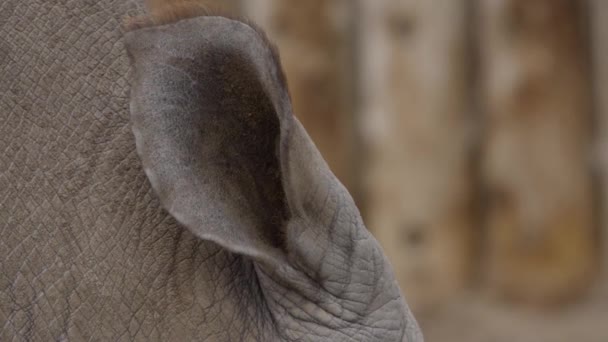 White Rhinoceros Ear Closeup Slow Motion — Stockvideo