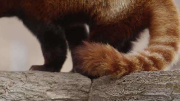 Red Panda Close Slow Motion Epic Wildlife — Wideo stockowe