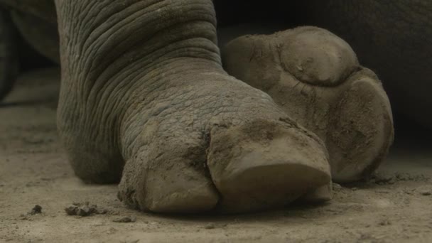 White Rhinoceros Feet Close Slomo — Stock Video