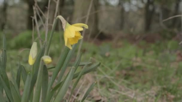Single Group Yellow Daffodils Growing Wild Woodland Medium Shot — Αρχείο Βίντεο