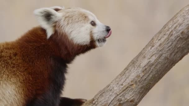 Червона Панда Піднімається Дерево Повільному Русі — стокове відео