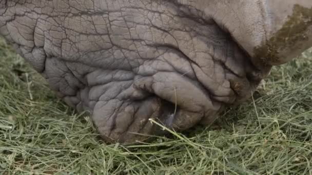 White Rhino Closeup Mouth Grazing Slow Motion — Stock video