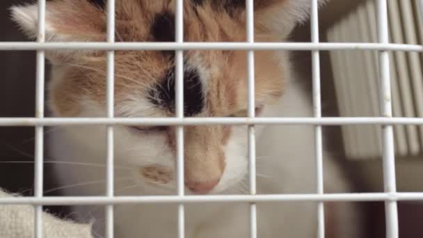 Calico Tortoiseshell Rescue Cat Cage Looking Sad — Stockvideo