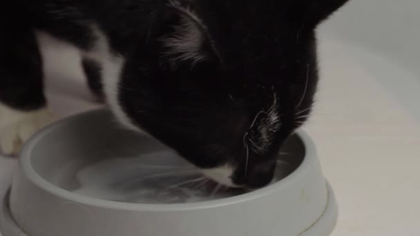 Black White Adult Cat Lapping Saucer Milk Close — Αρχείο Βίντεο