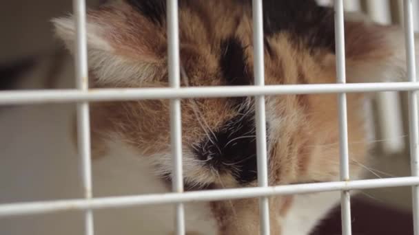 Calico Tortoiseshell Cat Cage Observing Surroundings Close — 图库视频影像