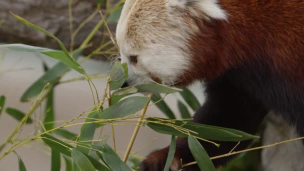 Red Panda Reaches More Leaves Chews Them Slomo — Stockvideo