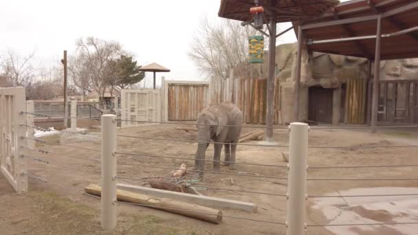 Young Elephant Zoo Enclosure — Stock videók