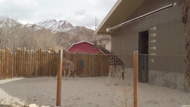 Giraffes Zoo Enclosure Snowy Mountain Background — стоковое видео