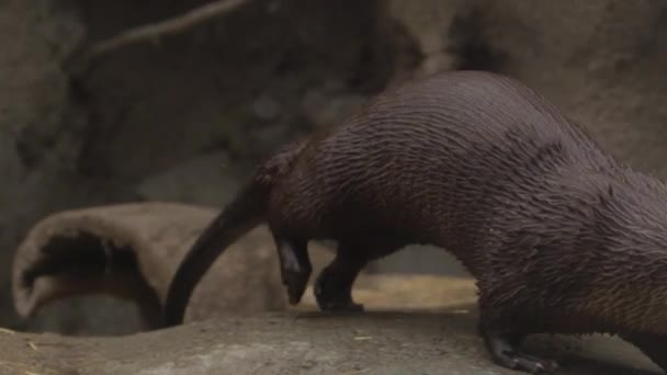 Otter Runs Jumps Water Super Slow Motion — Stock Video