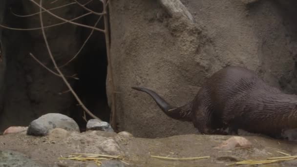 Otter Dives Pond Slomo — Stockvideo