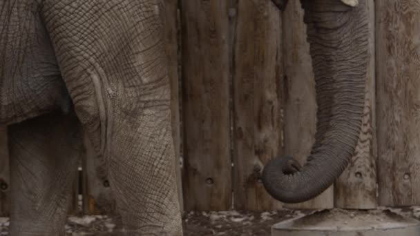 Elephant Feeds Itself Super Slow Motion — Vídeo de Stock