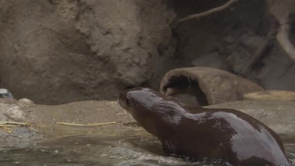 Otter Exits Water Runs Cave Slomo — Stock Video