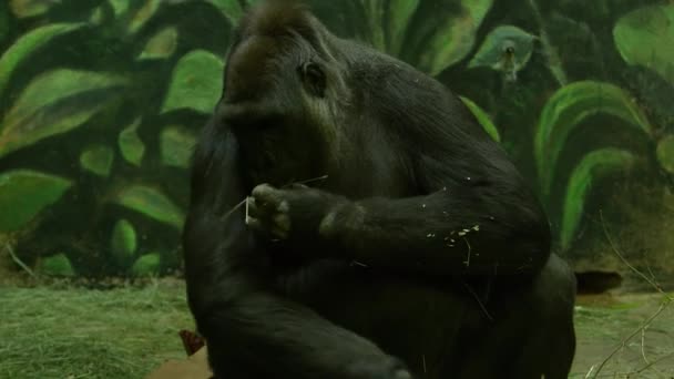 Gorilla Sits Forages Food Ground — 图库视频影像