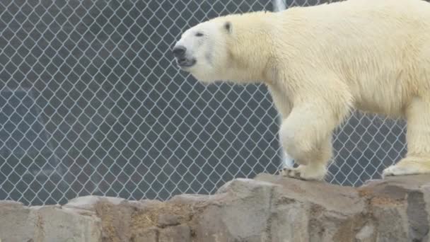 Wet Polar Bear Walking Super Slomo — Video Stock