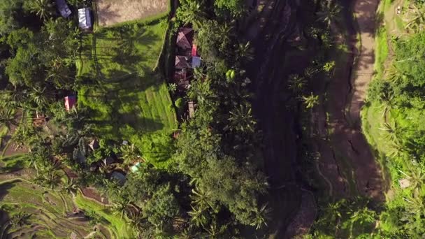 Hillside Rice Paddies Ubud Indonesian Town Island Bali Aerial View — ストック動画