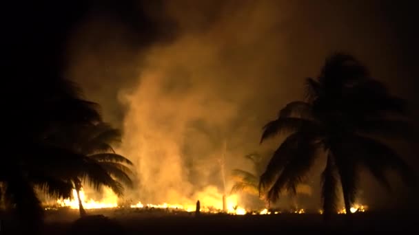 Wide Angle Panning Left Showing Jungle Fire Night Smoke Ash — Stock videók