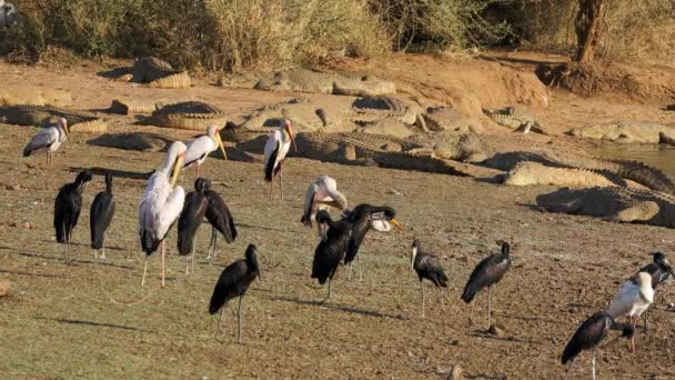 Preening African Openbill Yellow Billed Storks Basking Nile Crocodiles Kruger — Αρχείο Βίντεο