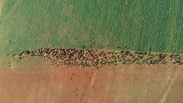 Vista Aérea Uma Manada Gado Com Cercas Eléctricas Móveis Numa — Vídeo de Stock