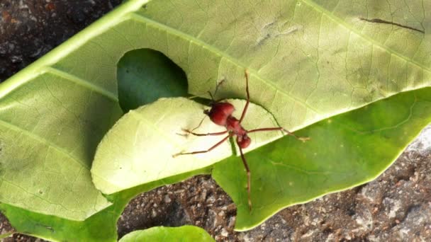 Ant Cuts Leaf Walks Leaf Returns Cut — Stock video