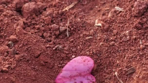 Ant Carries Heart Shaped Piece Flower Ground Leaves Ground Leaves — Stockvideo