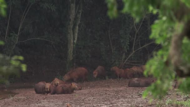 Two Capybaras Walk Rain While Others Rest — Stok video