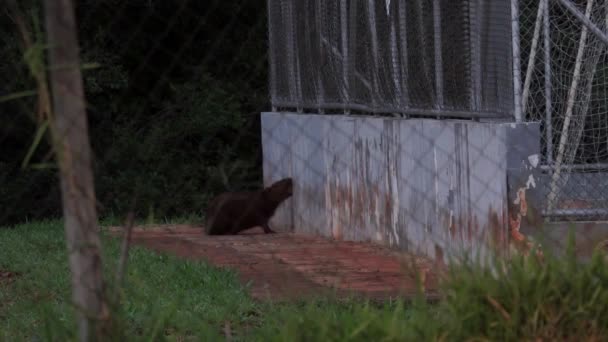 Long Shot Capybara Gnawing Something Wall — ストック動画