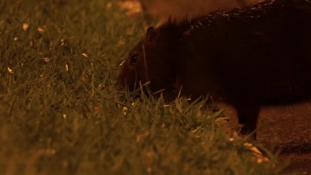 Mid Shot Capybara Eating Grass Night Going Out — Stock video