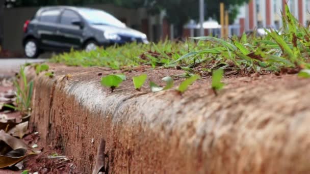 Long Shot Ants Carrying Leaves Sidewalk — Stockvideo